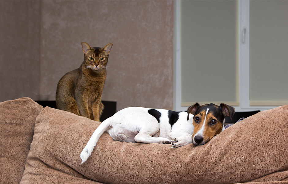 Cat and dog lying on the couch