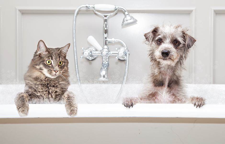 Grooming tools to help keep your pets clean