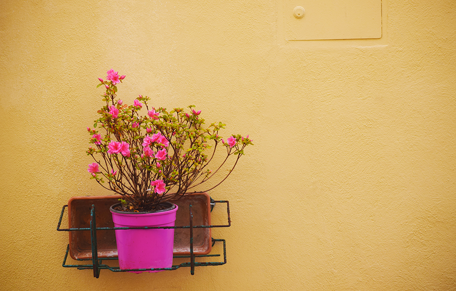 Yellow wall with pink flowers