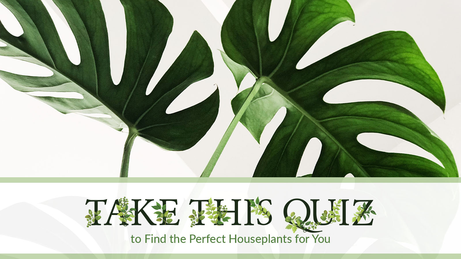 somo-req-houseplantsquiz-012720-featured-940×400-1