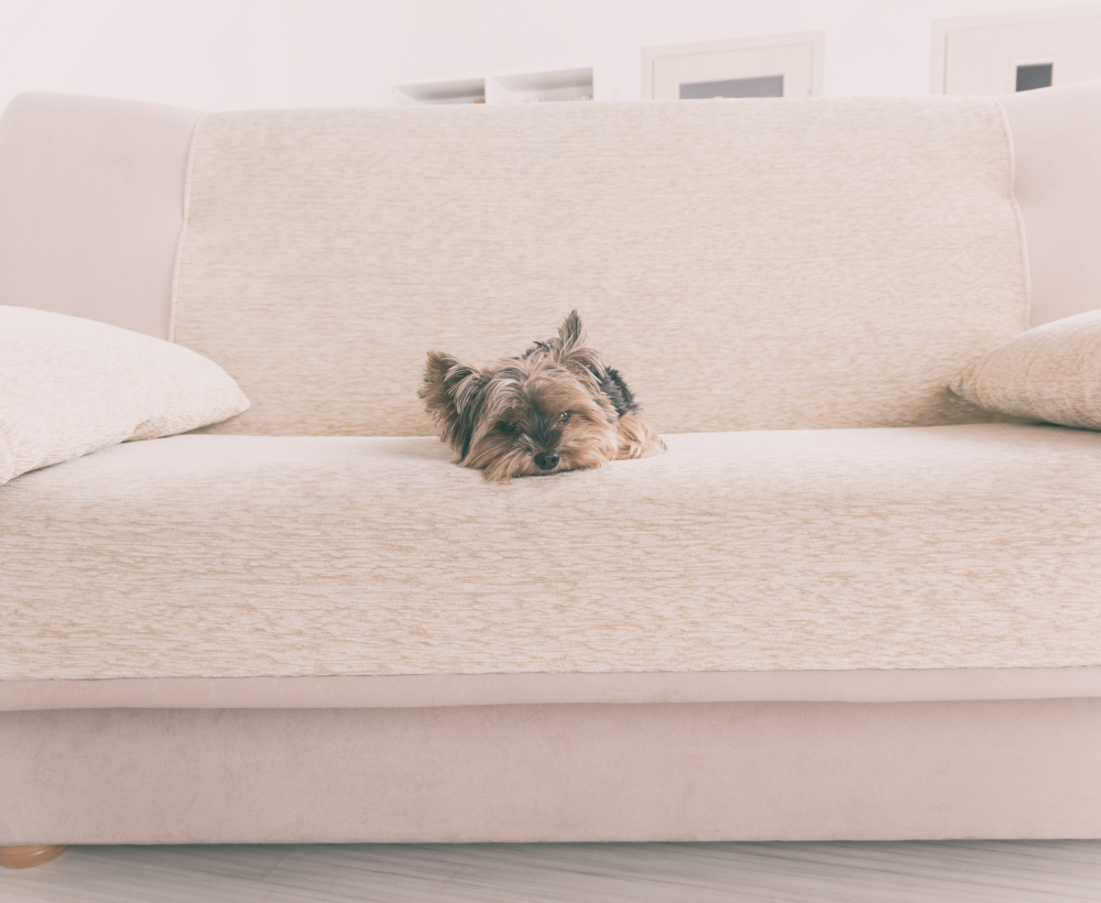 Image-dog-on-couch@2x